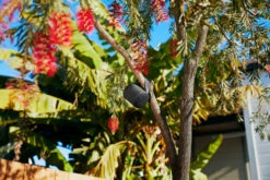 Sony SRS-XB100 Zwart -Nintendo Winkel 1960856 1